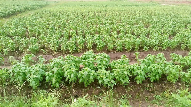 首页- 人生就是博中国官方网站